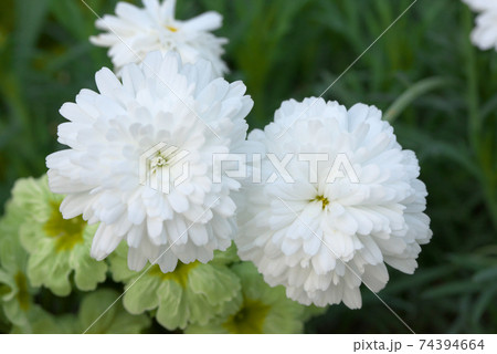 八重咲の白いマーガレット 74394664