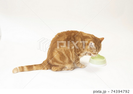 水を前足ですくって飲むスコティシュフォールド 水を前足ですくって飲むスコティシュフォールド 74394792