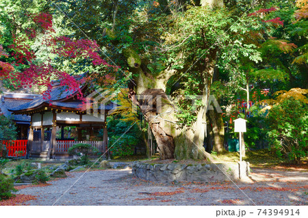 京都 上賀茂神社の渉渓園にある睦の木 京都 上賀茂神社の渉渓園にある睦の木 74394914