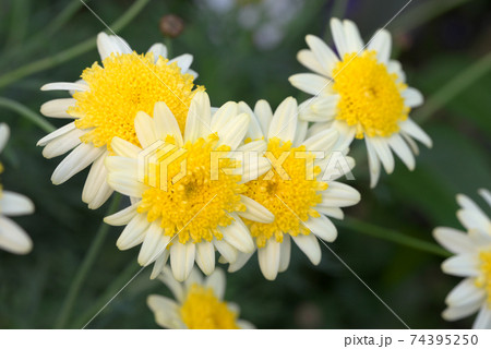 マーガレット　レモンイエロー　ボンザマーガレット 74395250