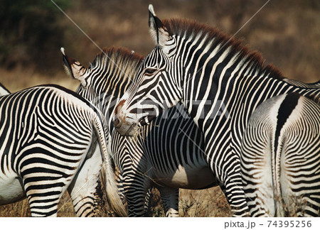 グレービーシマウマ 74395256