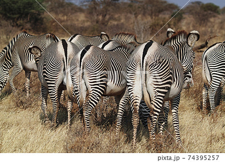 グレービーシマウマ グレービーシマウマ 74395257