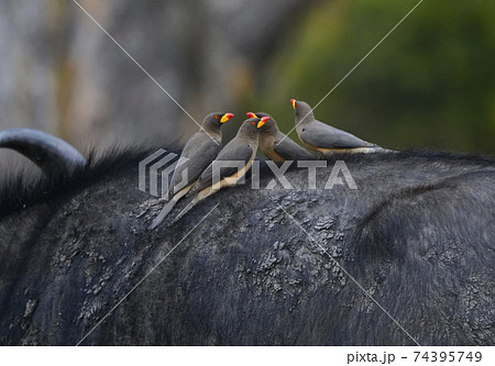 アフリカスイギュウとウシツツキ アフリカスイギュウとウシツツキ 74395749