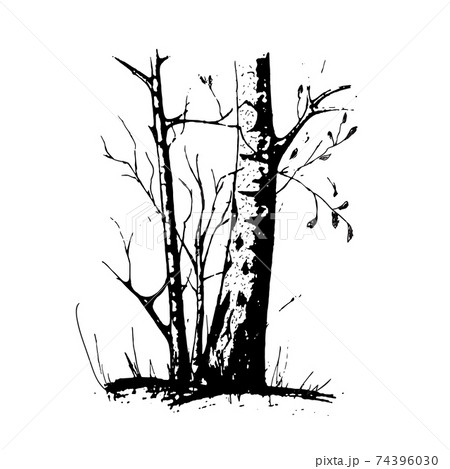black tree silhouette isolated on white background black tree silhouette isolated on white background 74396030