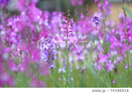 金魚草に似た花 リナリア ヒメキンギョソウ の写真素材