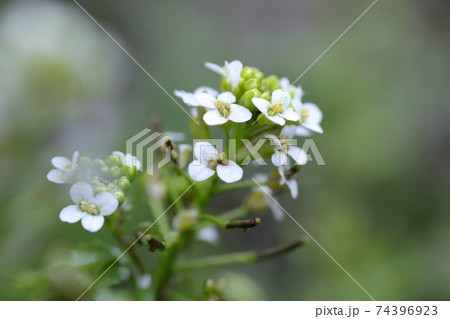 小さな白い花を咲かせるアリッサム（スイートアリッサム、ニワナズナ、ニオイナズナ） 74396923