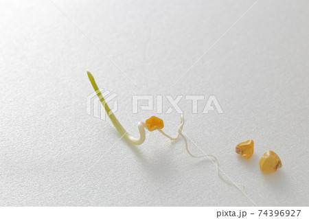 タネから発芽中のトウモロコシ タネから発芽中のトウモロコシ 74396927
