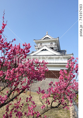 日本のお城 満開の梅 日本のお城 満開の梅 74397483