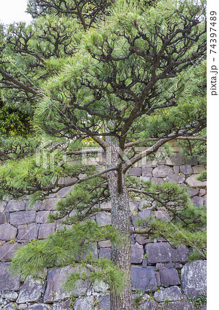 皇居東御苑 旧江戸城 中雀門跡 中之門跡 二の丸 三の丸 皇居附属庭園 石垣 皇居東御苑 旧江戸城 中雀門跡 中之門跡 二の丸 三の丸 皇居附属庭園 石垣 74397489