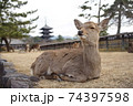 興福寺でたそがれる鹿 74397598