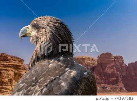 Portrait of a falcon in front of the rocks of the desert Portrait of a falcon in front of the rocks of the desert 74397682