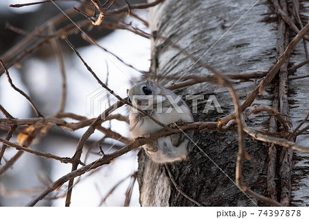 エゾモモンガ 74397878