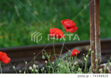 A close up of a flower garden A close up of a flower garden 74398826