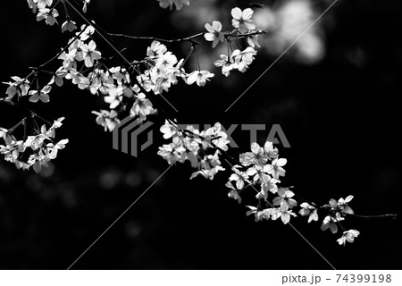 桜03 桜03 74399198