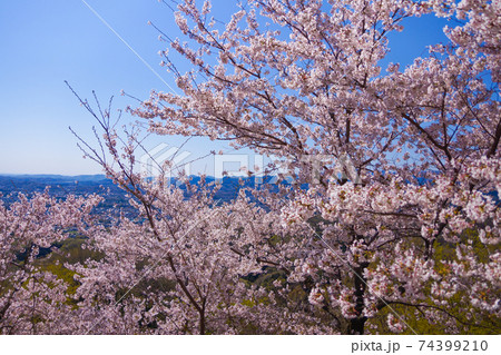 桜15 桜15 74399210