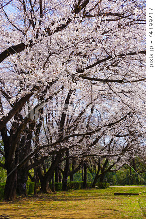 桜20 桜20 74399217