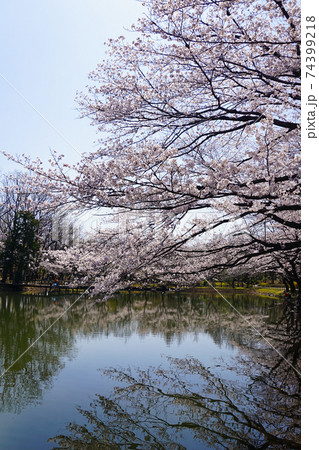 桜21 74399218