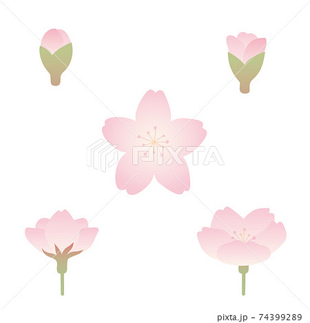 桜の花の開花する過程のイラストセットのイラスト素材