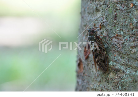 木に止まるセミ 74400341