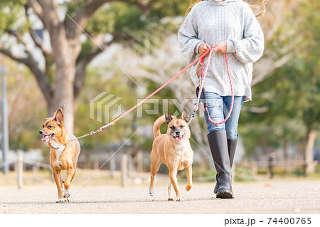 お散歩する犬と若い女性の写真素材