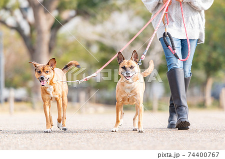 お散歩する犬と若い女性の写真素材