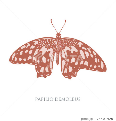 Vector set of hand drawn pastel lemon butterfly 74401920