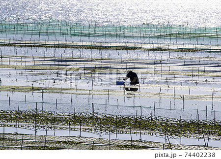 あおさ海苔養殖 アオサ海苔収穫 アオサノリと海と漁師 あおさ海苔養殖 アオサ海苔収穫 アオサノリと海と漁師 74402238