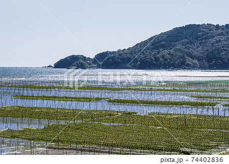 あおさ海苔養殖　伊勢志摩　アオサノリと海 74402836