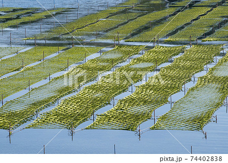 あおさ海苔の養殖 伊勢志摩の風景 アオサノリと海 あおさ海苔の養殖 伊勢志摩の風景 アオサノリと海 74402838
