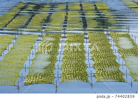 あおさ海苔養殖　伊勢志摩　アオサノリと海 74402839