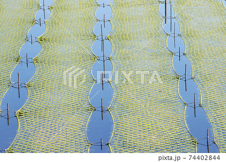 あおさ海苔養殖 伊勢志摩 アオサノリと海 あおさ海苔養殖 伊勢志摩 アオサノリと海 74402844