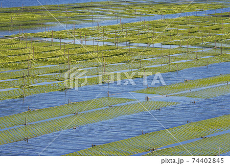 あおさ海苔養殖　伊勢志摩　アオサノリと海 74402845