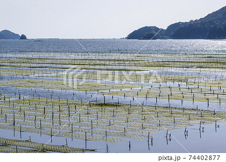 あおさ海苔養殖　伊勢志摩　アオサノリと海の風景 74402877