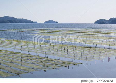 あおさ海苔養殖　伊勢志摩の海　アオサノリと海の風景 74402878