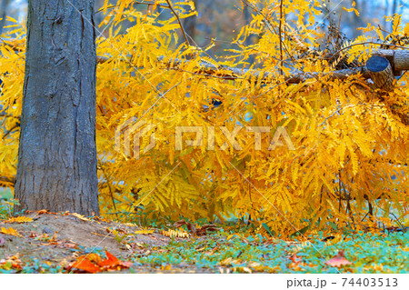 beautiful nature in autumn park, wooden fence and bush with bright yellow leaves and tree trunk 74403513