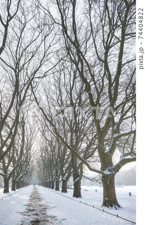 Plane trees alley in Jan Kasprowicz Park in winter, Szczecin, Poland. 74404822