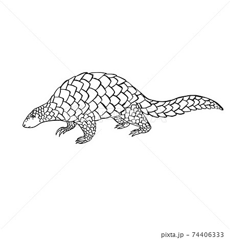 Linear illustration of a pangolin without color 74406333