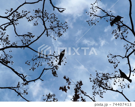 センダンと鳥 センダンと鳥 74407413