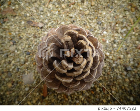 上から見た松ぼっくりのクローズアップ（奈良・法隆寺）の写真素材