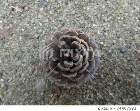 上から見た松ぼっくりのクローズアップ（奈良・法隆寺）の写真素材