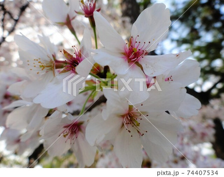 満開の桜の花のクローズアップ(奈良・法隆寺) 満開の桜の花のクローズアップ(奈良・法隆寺) 74407534