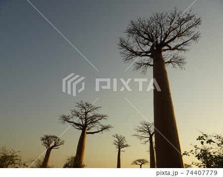 下から見上げた夕暮れ時のバオバブ街道の木（マダガスカル・モロンダバ） 74407779