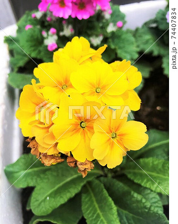 ビタミンカラーの花で元気いっぱい 74407834