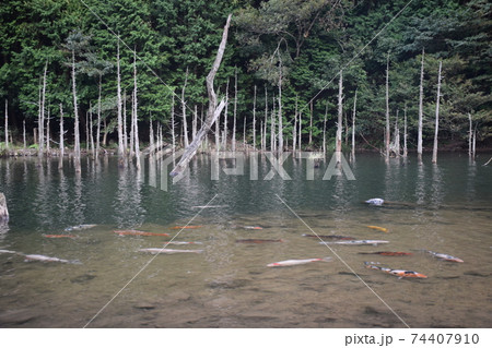 一の俣桜公園　山口県 74407910