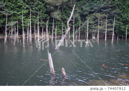 一の俣桜公園 山口県 一の俣桜公園 山口県 74407912