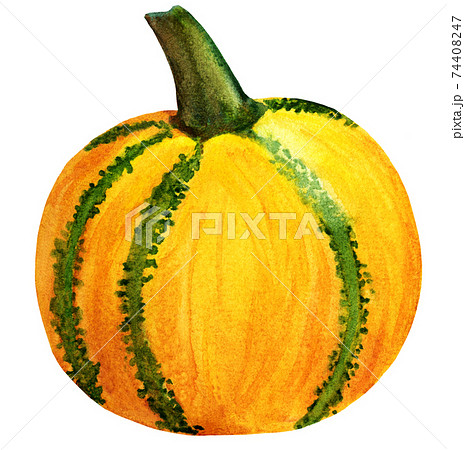 Watercolor orange pumpkin with green stripes isolated Watercolor orange pumpkin with green stripes isolated 74408247