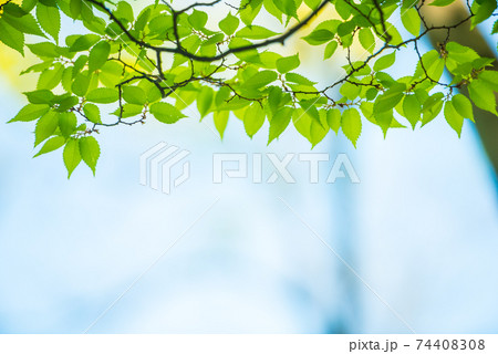 さわやか春の芽吹き 新緑 74408308