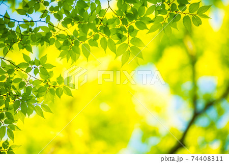 さわやか春の芽吹き 新緑 74408311