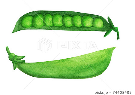 Green pea close and open pod with round beans 74408405
