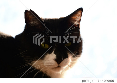 朝のにゃんこ。窓フィルム越しの光。猫イメージ素材 74409066